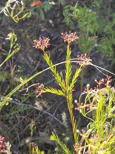 Carrot Tops (Platysace linearifolia)
