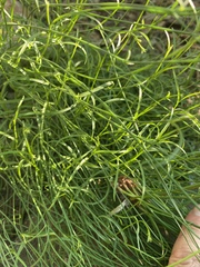 Wahlenbergia fluminalis