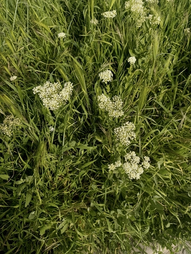 Heart-podded Hoary Cress (Lepidium draba)