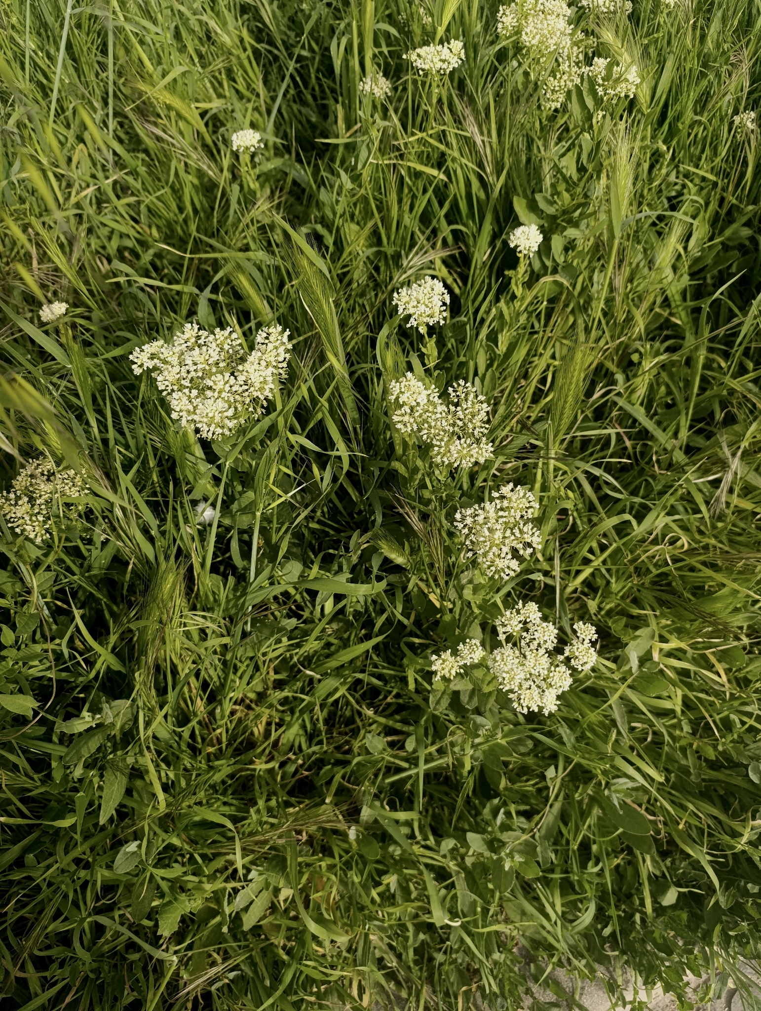 Heart-Podded Hoary Cress (Lepidium draba)