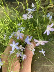 Wahlenbergia fluminalis