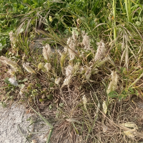 goldentop grass (Lamarckia aurea)