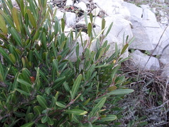 Cneorum tricoccon