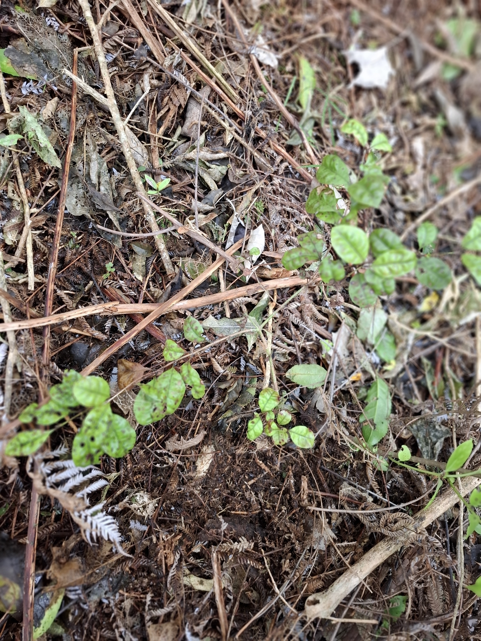 Ramarama (Lophomyrtus bullata)