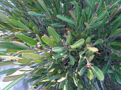 Cneorum tricoccon