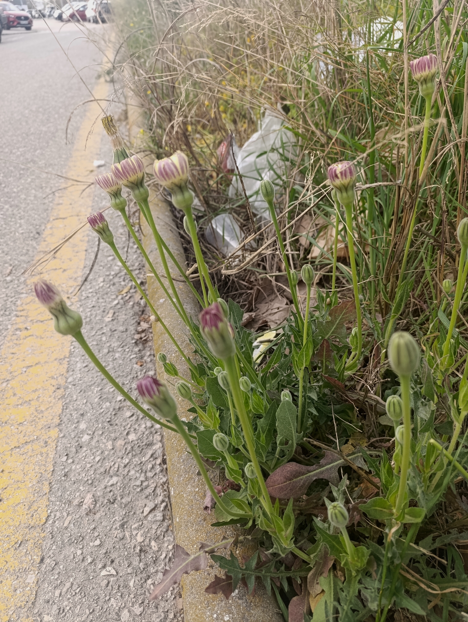 Urospermum Dalechampii (Urospermum dalechampii)