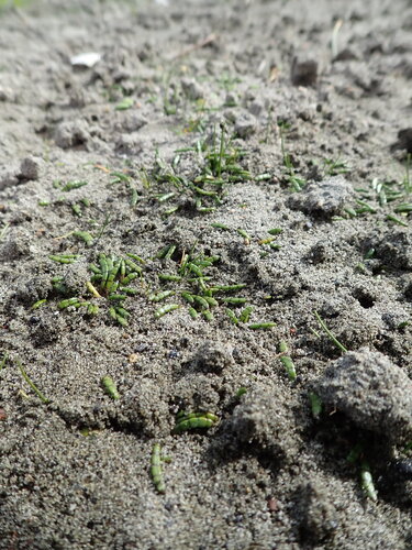 New Zealand Grassplant (Lilaeopsis novae)
