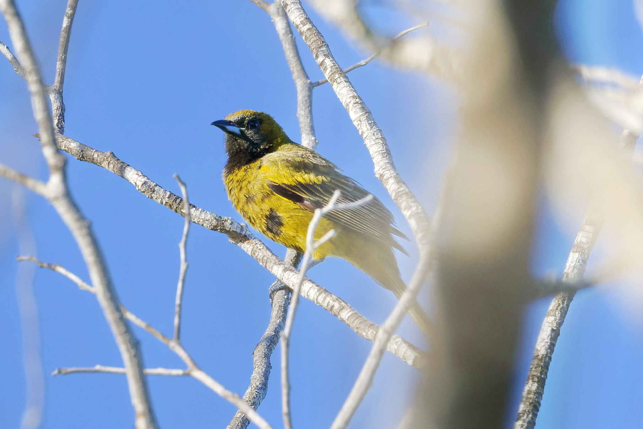 Hispaniolan Oriole (Icterus dominicensis), photo 5