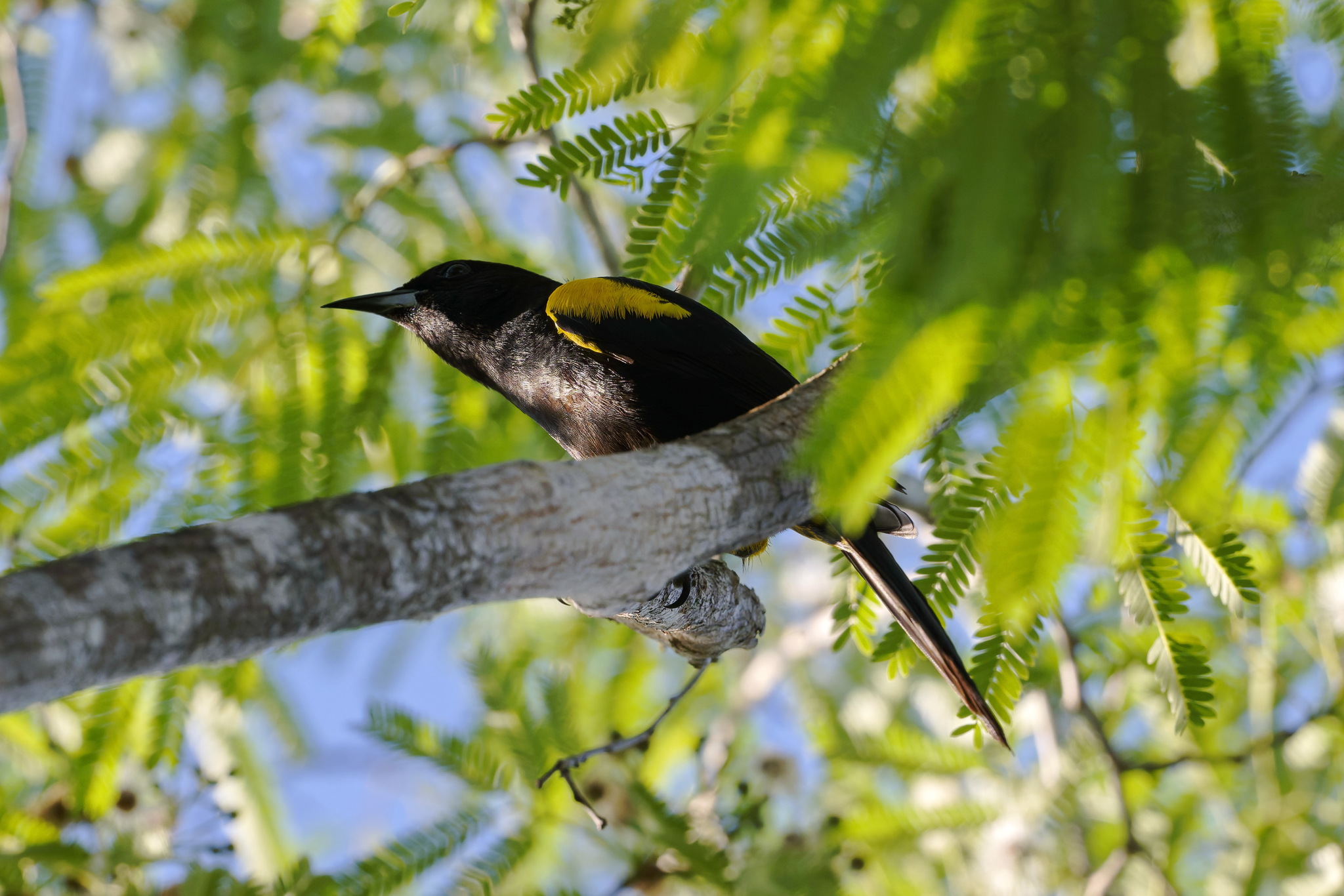 Hispaniolan Oriole (Icterus dominicensis), photo 6