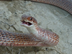 Dolichophis schmidti