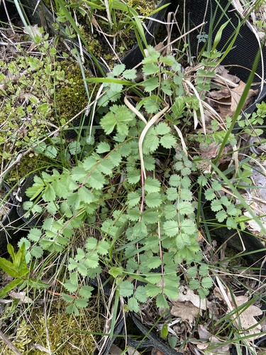 Salad Burnet (Sanguisorba minor)