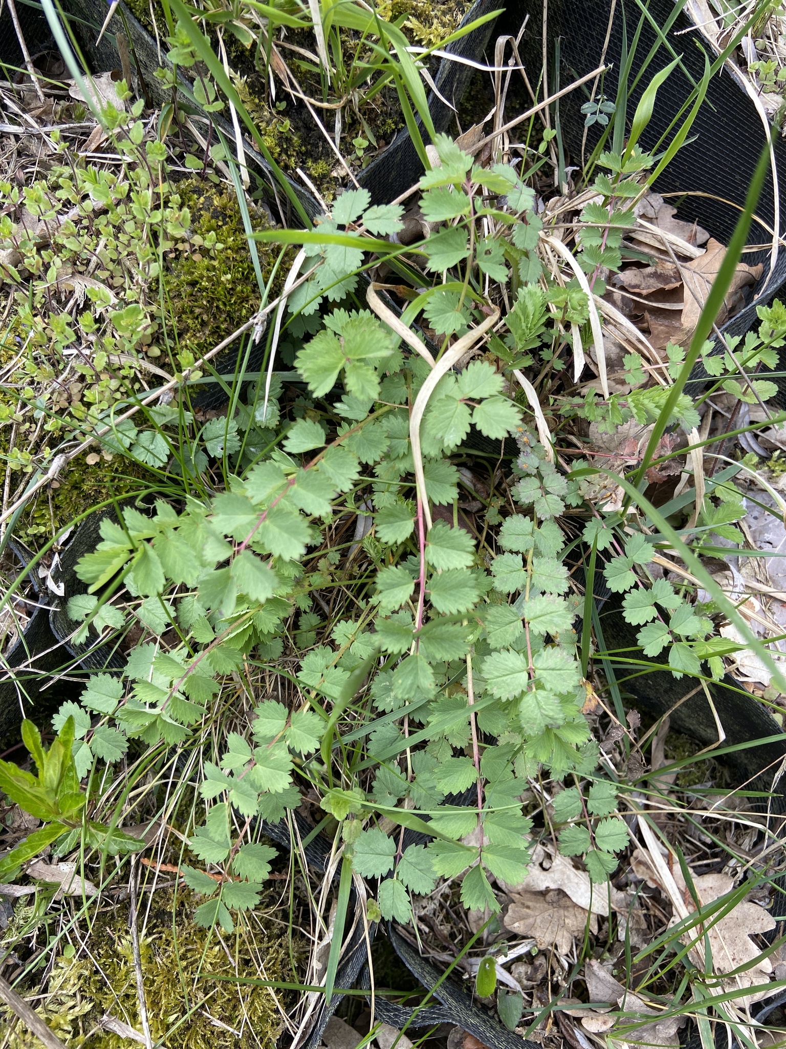 Salad Burnet (Sanguisorba minor)