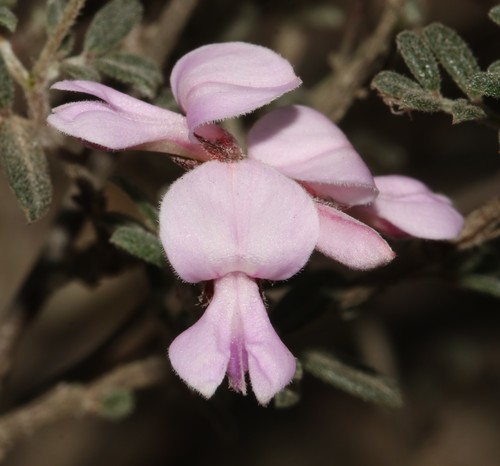 Image of Indigofera pilgeriana by (c) Brian du Preez, some rights reserved (CC BY-SA)