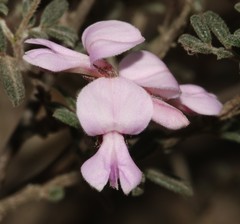 Indigofera pilgeriana