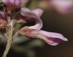 Indigofera pilgeriana