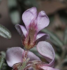 Indigofera pilgeriana