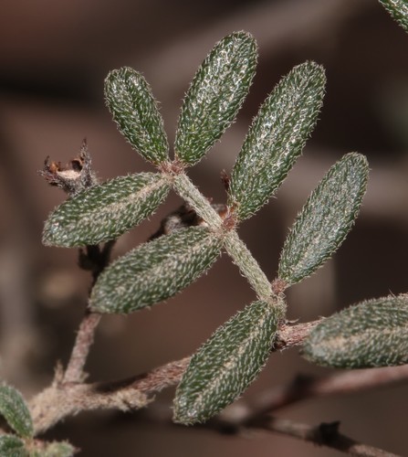 Image of Indigofera pilgeriana by (c) Brian du Preez, some rights reserved (CC BY-SA)