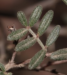 Indigofera pilgeriana