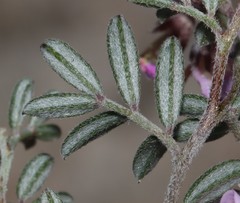 Indigofera pilgeriana