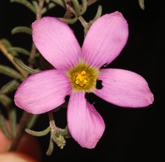 Oxalis hirta hirta