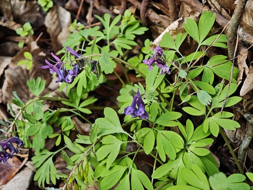 Bird-in-a-bush (Corydalis solida)