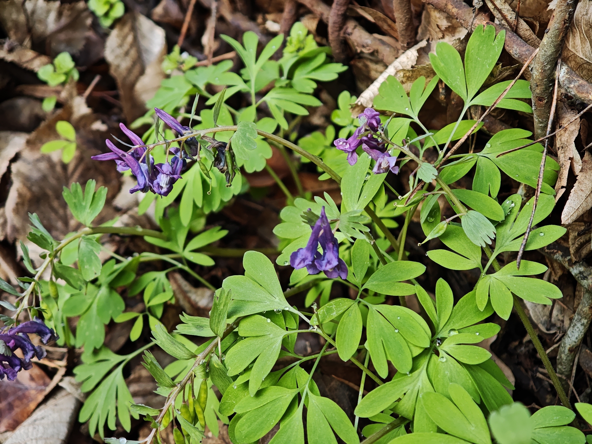 Bird-In-A-Bush (Corydalis solida)