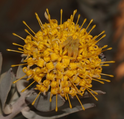 Image of Leucospermum rodolentum by (c) Brian du Preez, some rights reserved (CC BY-SA)