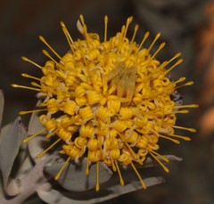 Leucospermum rodolentum