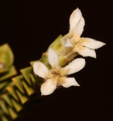 Euchaetis pungens
