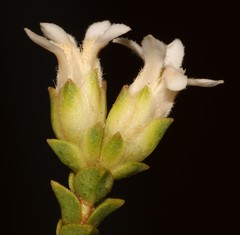 Euchaetis pungens