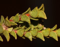 Euchaetis pungens