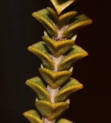 Euchaetis pungens