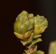 Euchaetis pungens