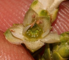 Euchaetis pungens