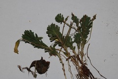 Oxalis crocea