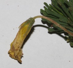 Oxalis crocea