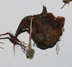 Oxalis crocea