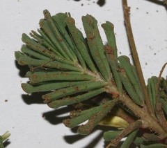 Oxalis crocea