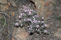 Indigofera pilgeriana