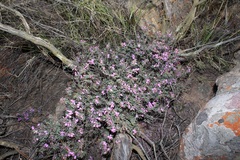 Indigofera pilgeriana