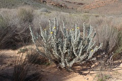 Leucospermum rodolentum