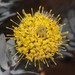 Leucospermum rodolentum - Photo 由 Brian du Preez 所上傳的 (c) Brian du Preez，保留部份權利CC BY-SA