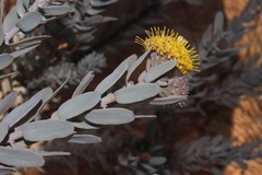 Leucospermum rodolentum