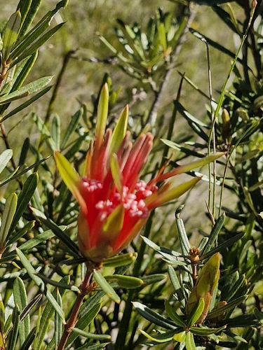 Mountain Devil (Lambertia formosa)