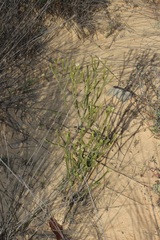 Euchaetis pungens