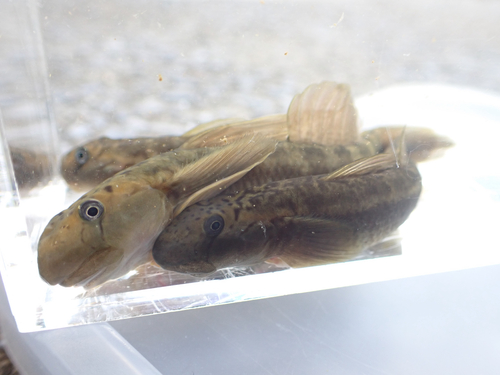 Sicyopterus japonicus