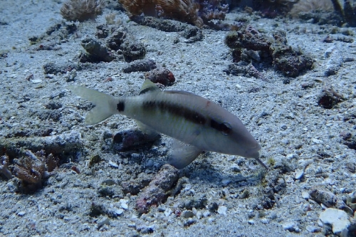 Longbarbel Goatfish (Parupeneus macronemus)