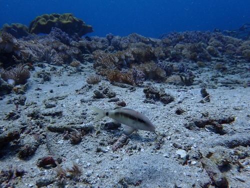 Longbarbel Goatfish (Parupeneus macronemus)