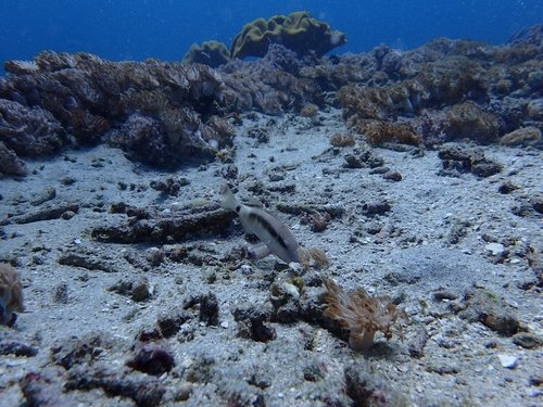 Longbarbel Goatfish (Parupeneus macronemus)