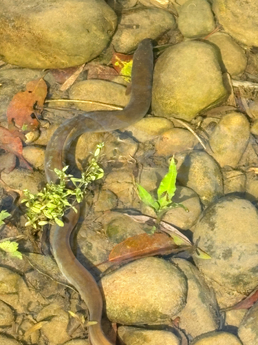 Anguilla japonica